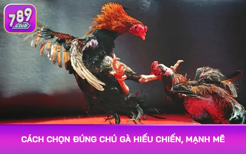Cách chọn đúng chú gà hiệu chiến, mạnh mẽ