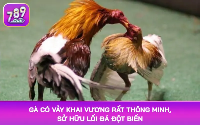 Gà có vảy khai vương rất thông minh, sở hữu lối đá đột biến