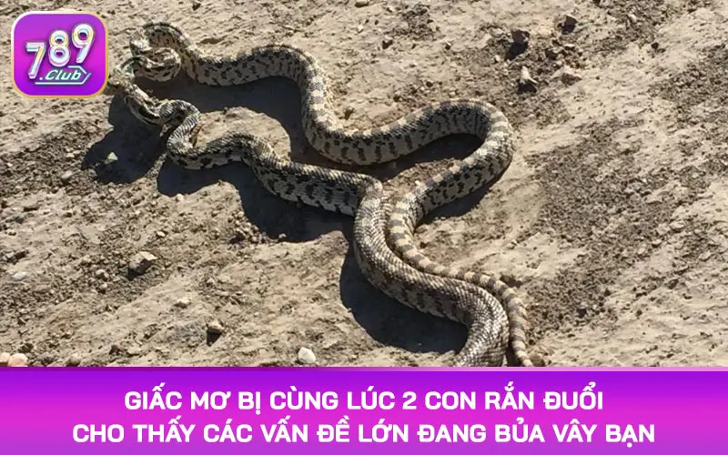 Giấc mơ bị cùng lúc 2 con rắn đuổi cho thấy các vấn đề lớn đang bủa vây bạn