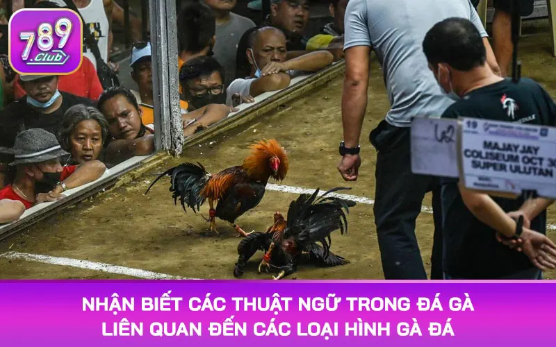 Nhận biết các thuật ngữ trong đá gà liên quan đến các loại hình gà đá