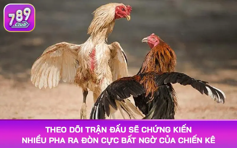 Theo dõi trận đấu sẽ chứng kiến nhiều pha ra đòn cực bất ngờ của chiến kê