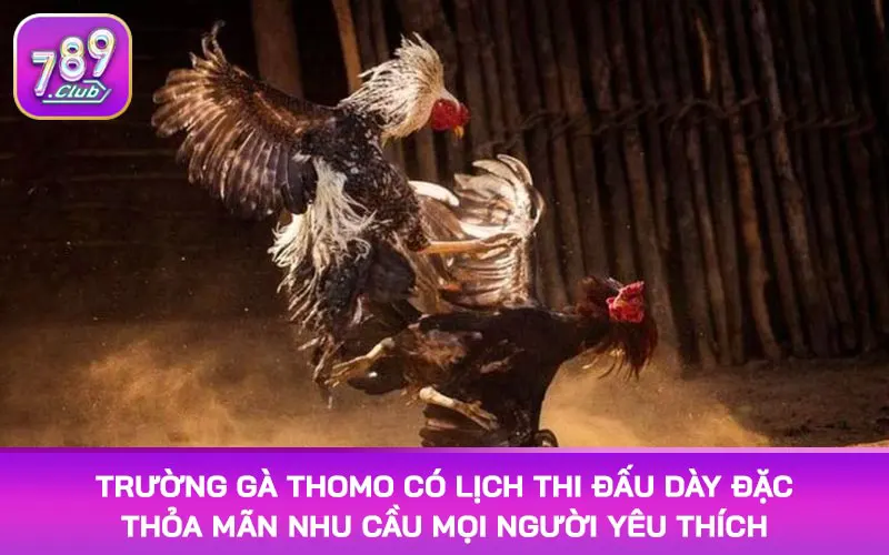 Trường gà Thomo có lịch thi đấu dày đặc thỏa mãn nhu cầu mọi người yêu thích