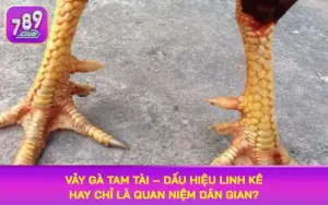 vảy gà tam tài