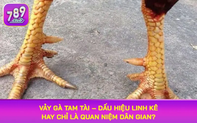 vảy gà tam tài